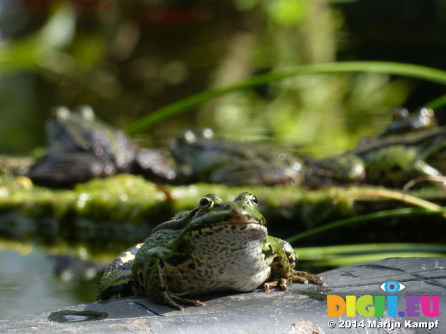 FZ007991 Marsh frogs (Pelophylax ridibundus) on ledge